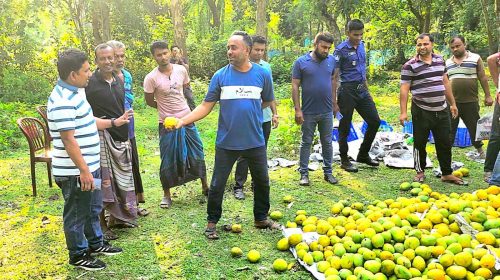 দেবহাটায় ইউএনওর অভিযানে ক্যামিক্যাল মিশানো ৫০ ক্যারেট আম জব্দ
